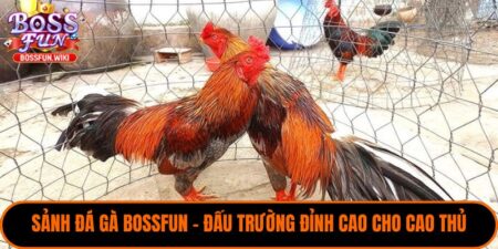 Sảnh Đá Gà BossFun